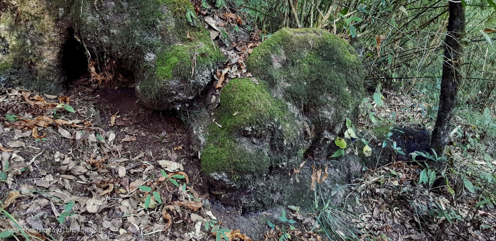 2a. Trees. Shivapuri mountain. Kathmandu. 2019.01.15